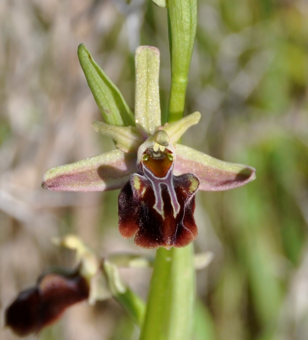 Изображение особи Ophrys mammosa.