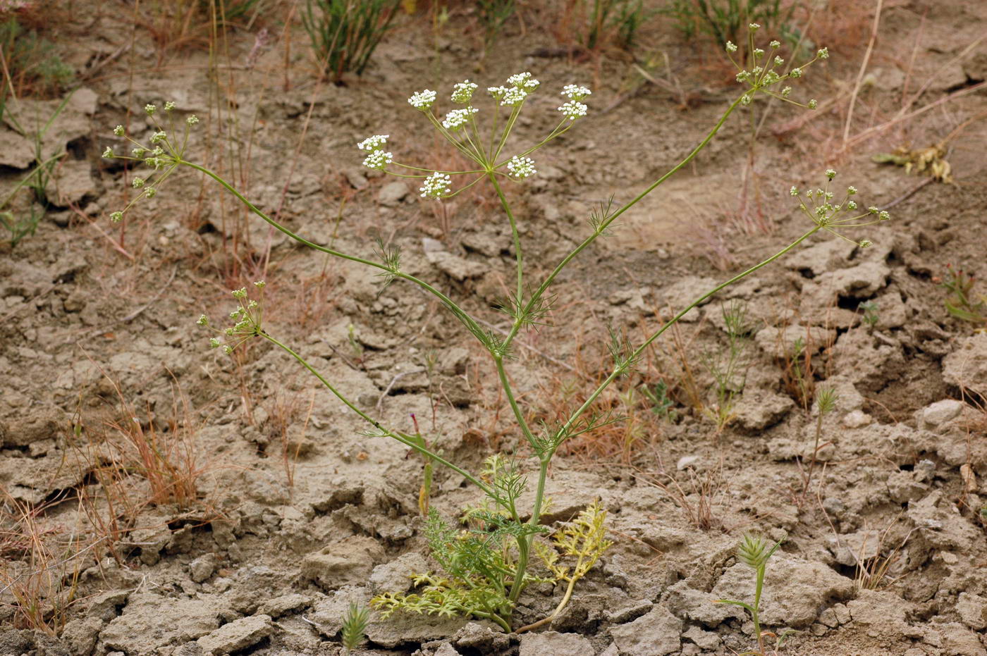 Image of Bunium persicum specimen.