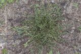 genus Taraxacum. Вегетирующее перезимовавшее растение. Крым, Бахчисарайский р-н, окр. с. Дачное, фруктовый сад. 09.03.2020.