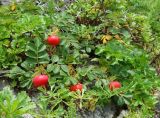 Rosa rugosa