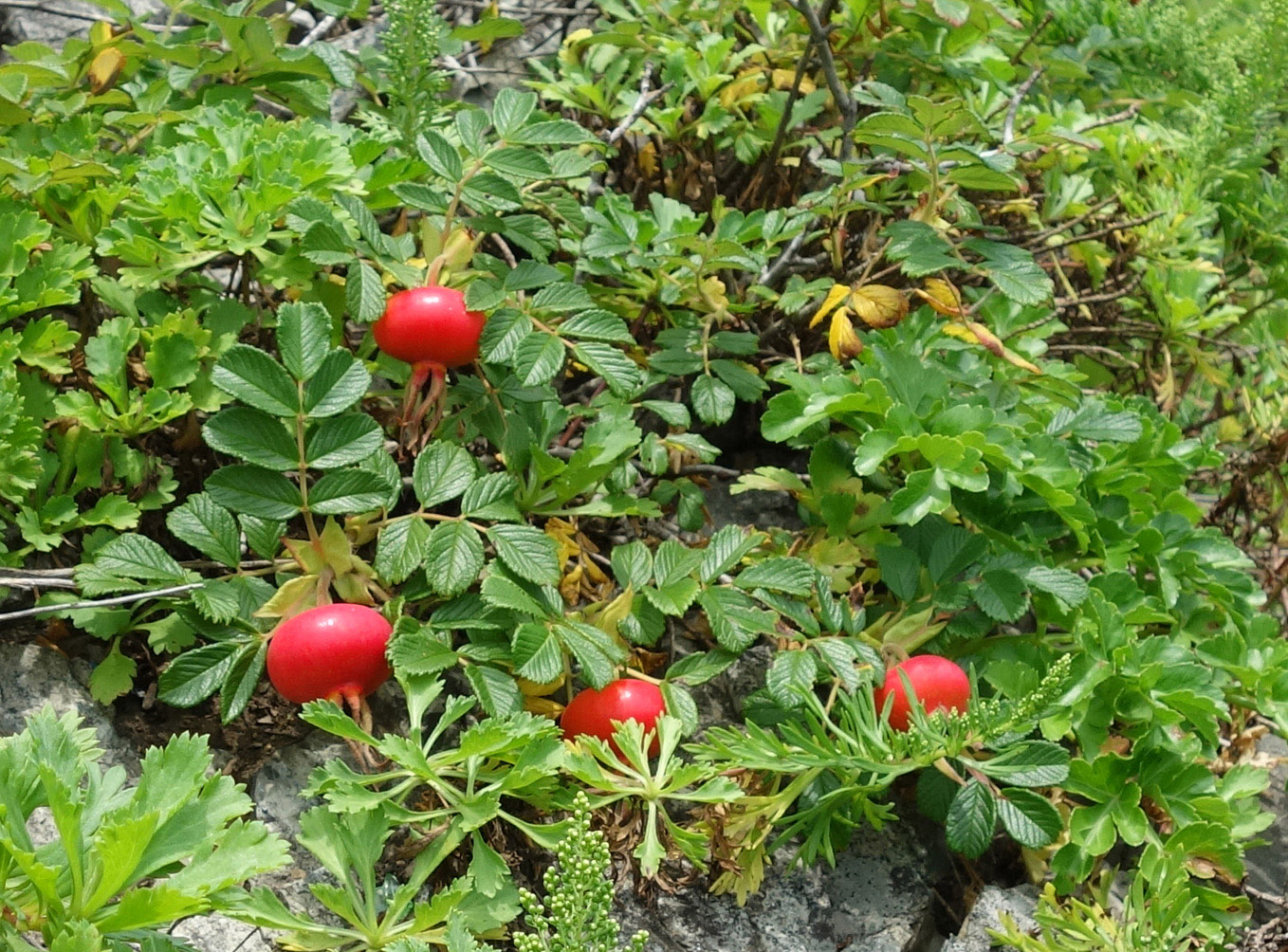 Image of Rosa rugosa specimen.