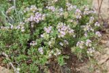 Thymus guberlinensis