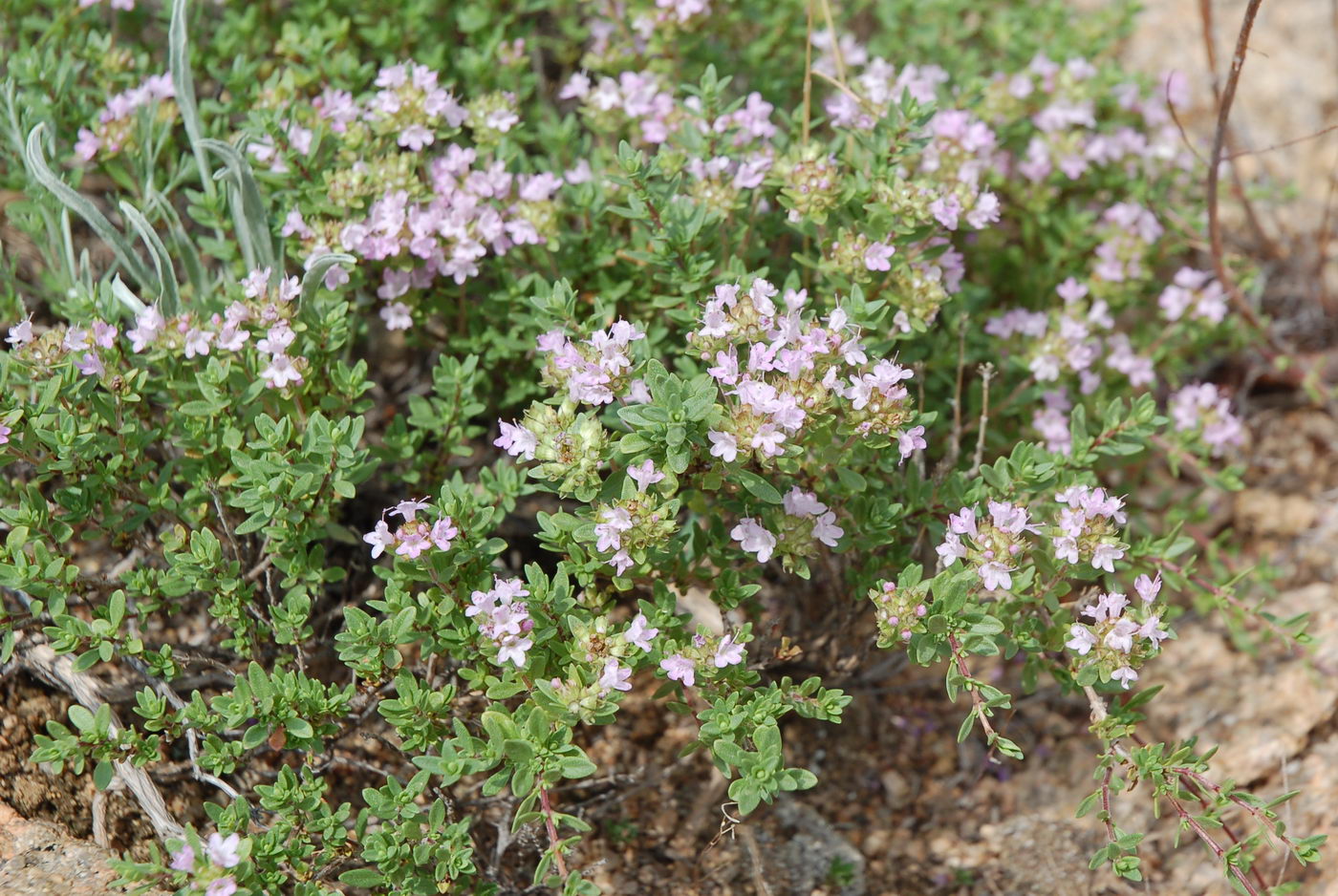 Изображение особи Thymus guberlinensis.