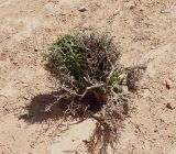 Verbascum letourneuxii. Отплодоносившее растение с двумя генерациями листьев (сизые - молодые). Египет, Западная пустыня, вспаханное поле среди песчано-каменистой пустыни. 03.10.2017.