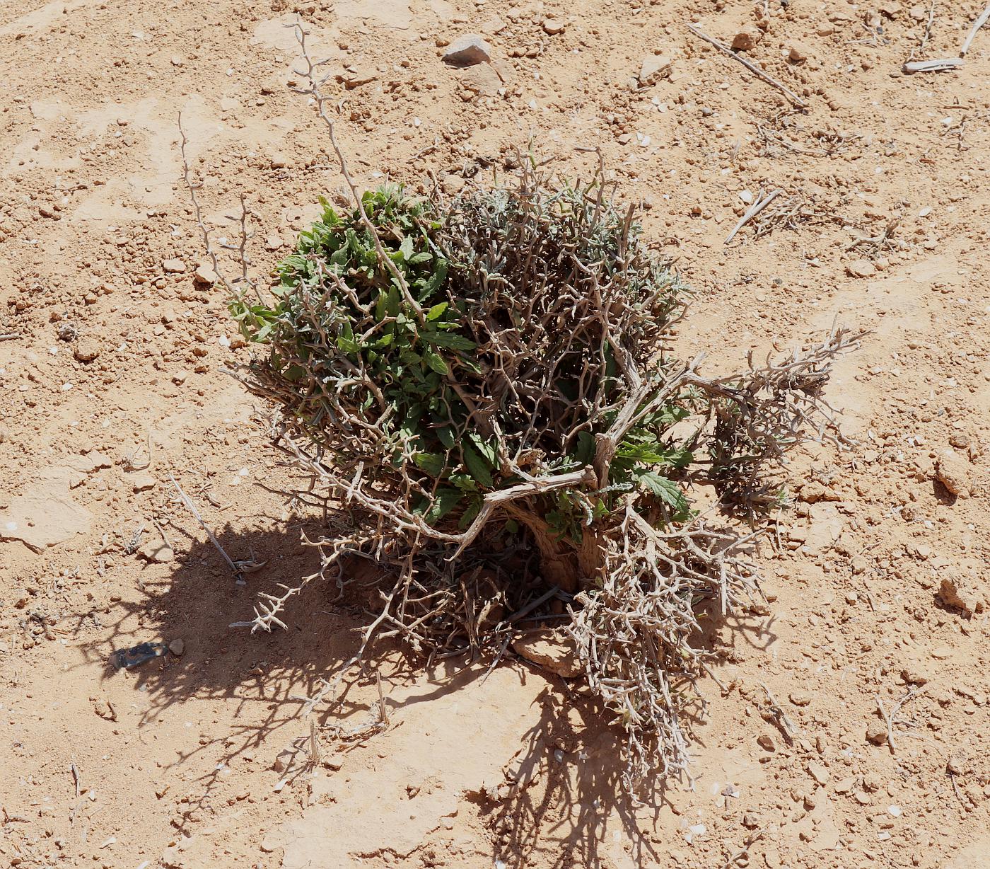 Image of Verbascum letourneuxii specimen.