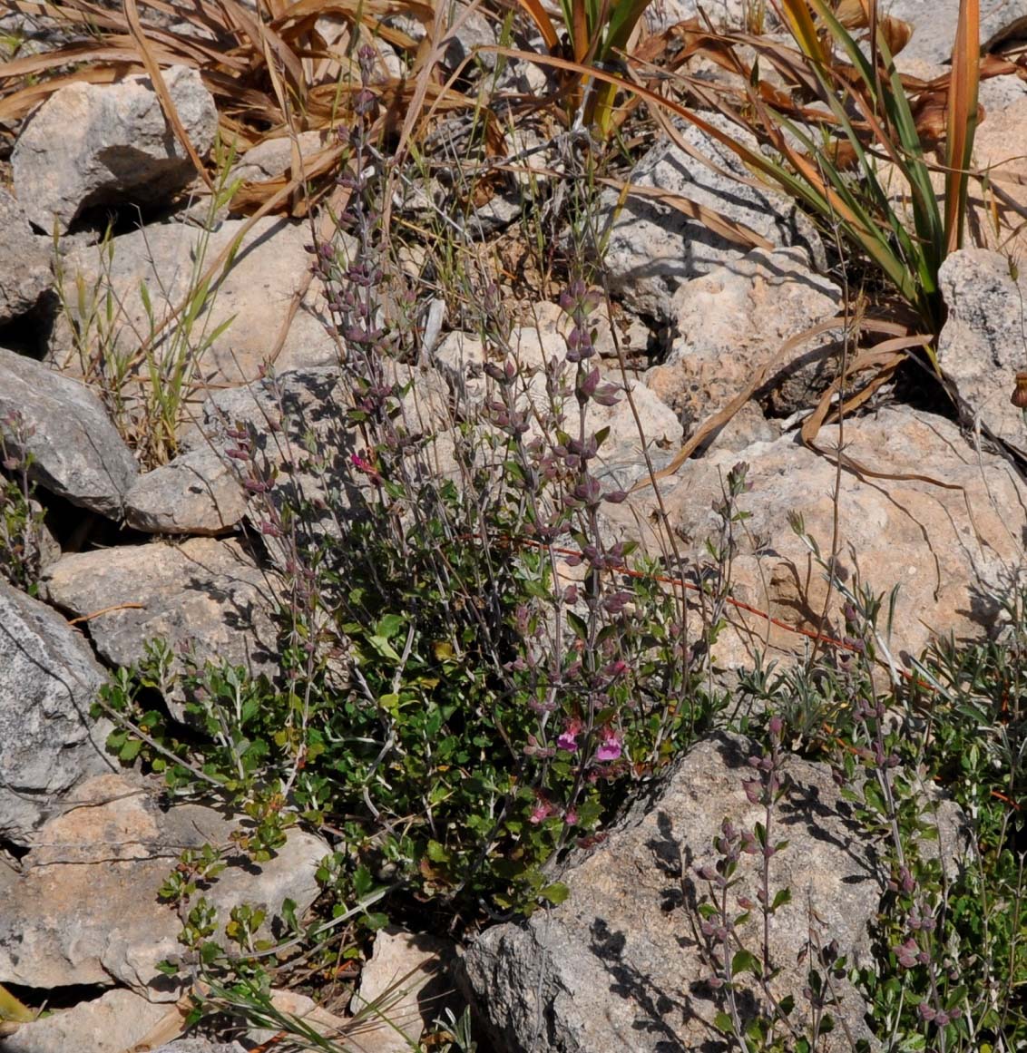 Изображение особи Teucrium divaricatum ssp. canescens.