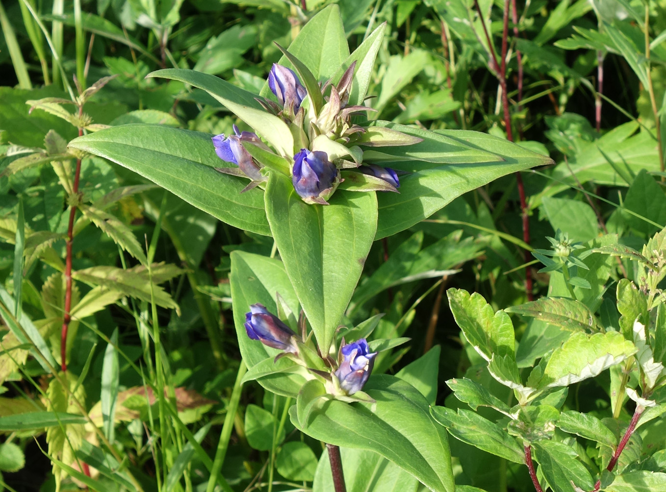 Изображение особи Gentiana scabra.