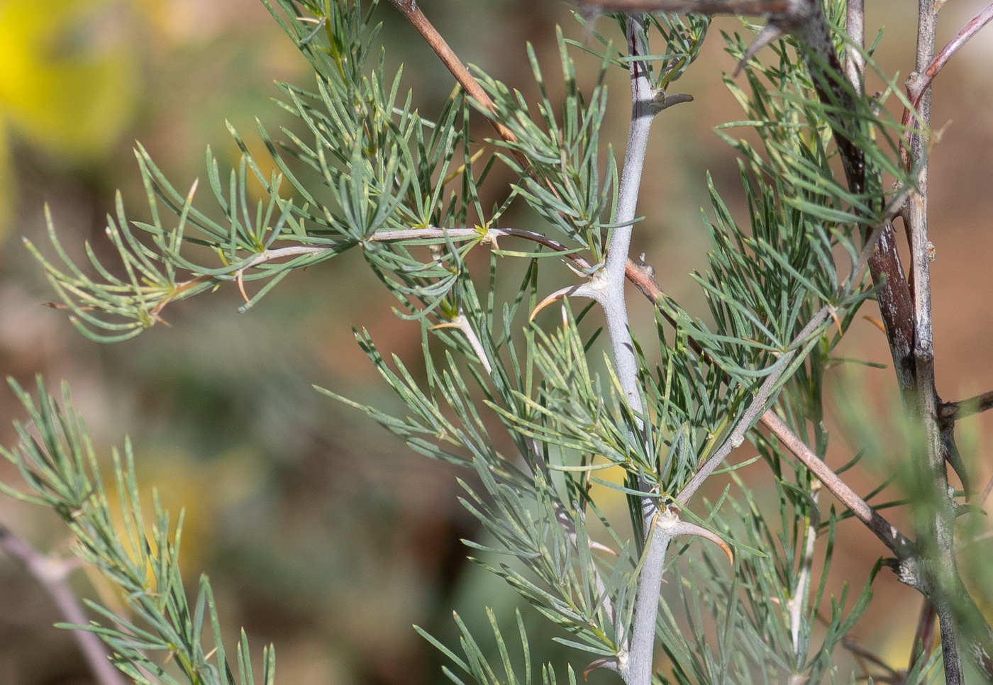 Image of Asparagus nelsii specimen.