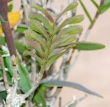 Epidendrum radicans