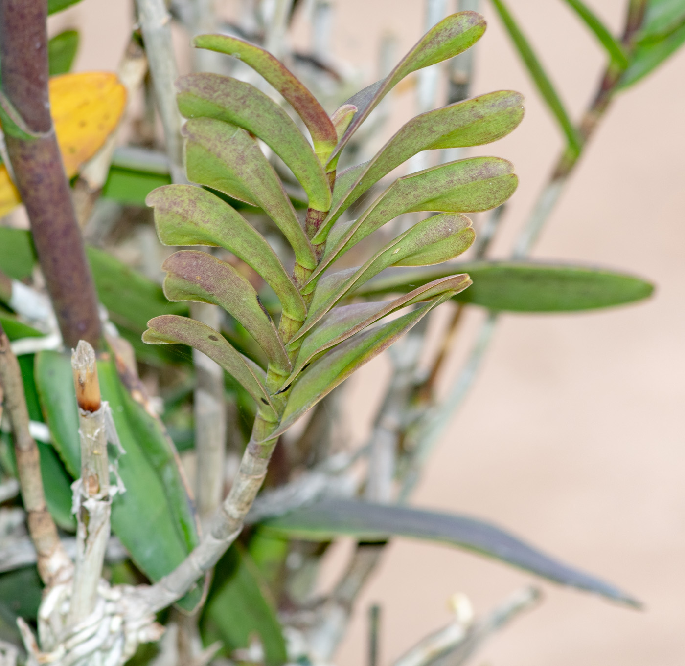 Изображение особи Epidendrum radicans.