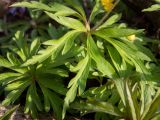 Anemone ranunculoides