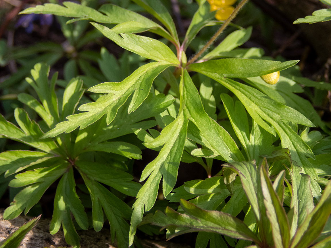 Image of Anemone ranunculoides specimen.