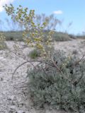 Artemisia hololeuca