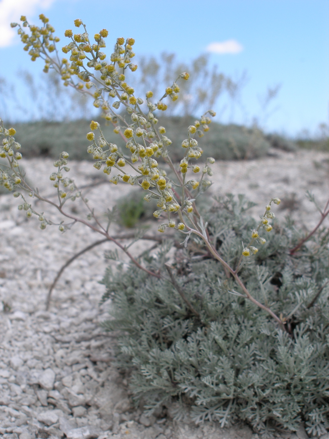 Image of Artemisia hololeuca specimen.