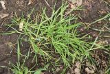 Poa annua. Растение с развивающимися соцветиями. Ленинградская обл., пос. Дубки, сырая обочина грунтовой дороги. 06.06.2020.