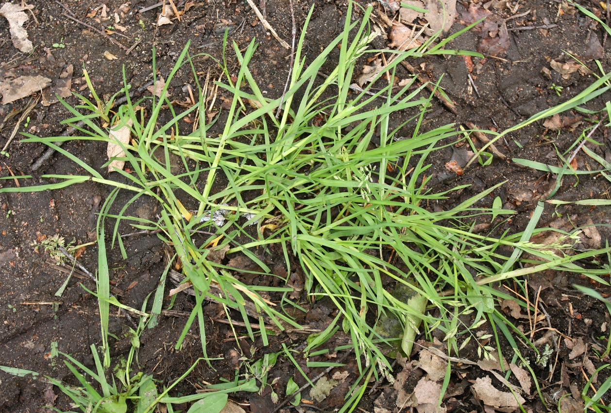 Image of Poa annua specimen.