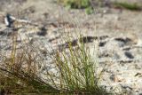 Juncus filiformis. Плодоносящие растения. Карелия, Медвежьегорский р-н, песчаный берег р. Сонго вблизи соснового леса. 28.09.2019.