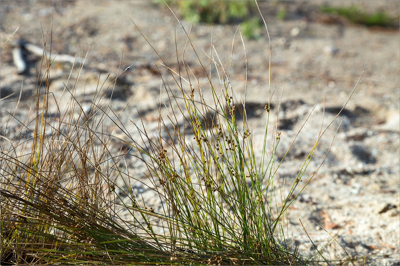 Изображение особи Juncus filiformis.