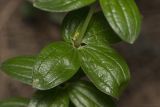 Galium rubioides. Часть побега. Крым, Бахчисарайский р-н, окр. пгт Куйбышево, сосняк на склоне горы. 27.06.2020.