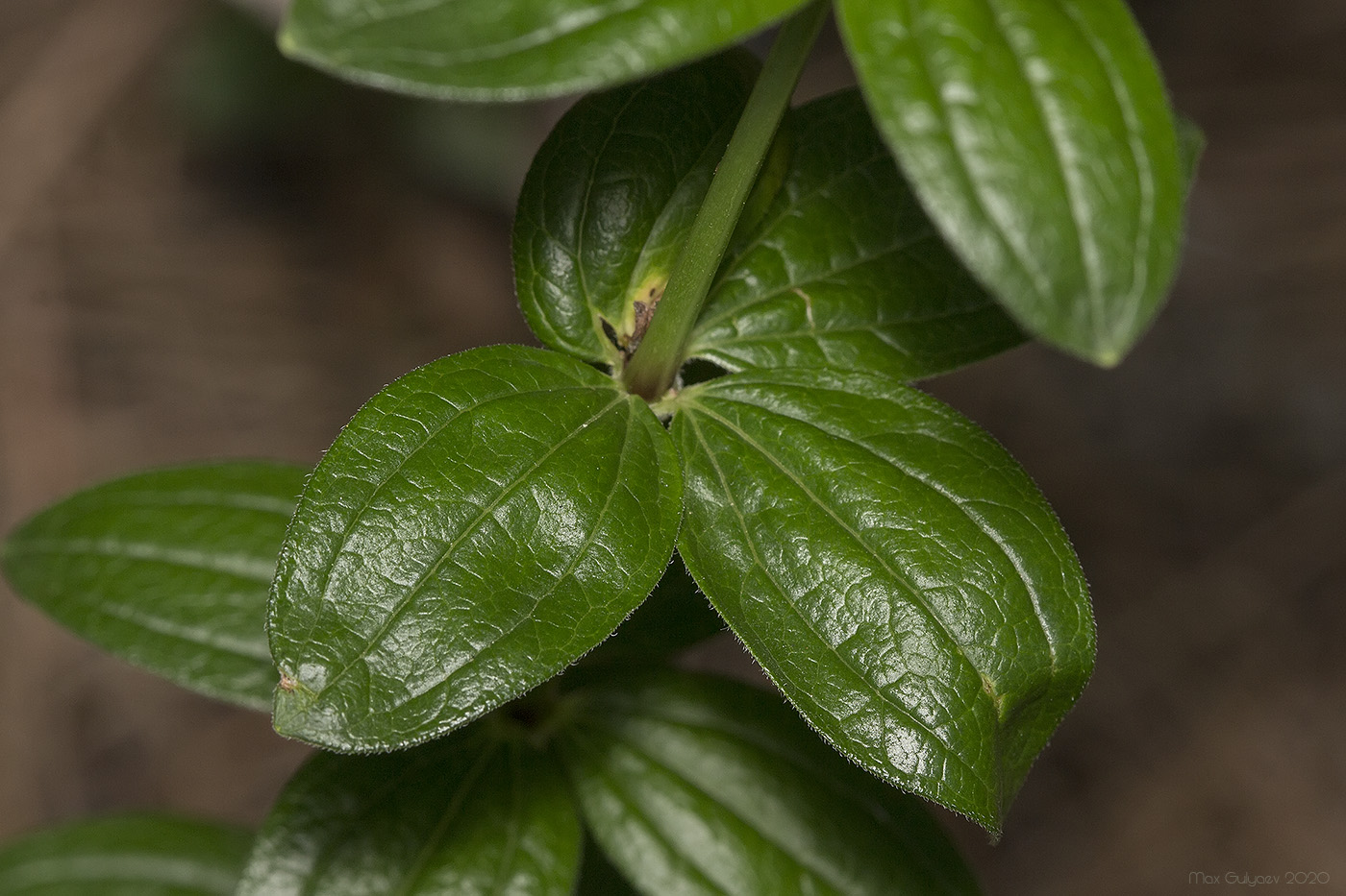 Изображение особи Galium rubioides.