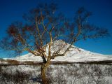 Betula ermanii. Дерево в состоянии зимнего покоя (на фоне вулкана Корякский). Камчатский край, Елизовский р-н, долина р. Пиначевская. 17.12.2009.