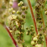 Filipendula stepposa