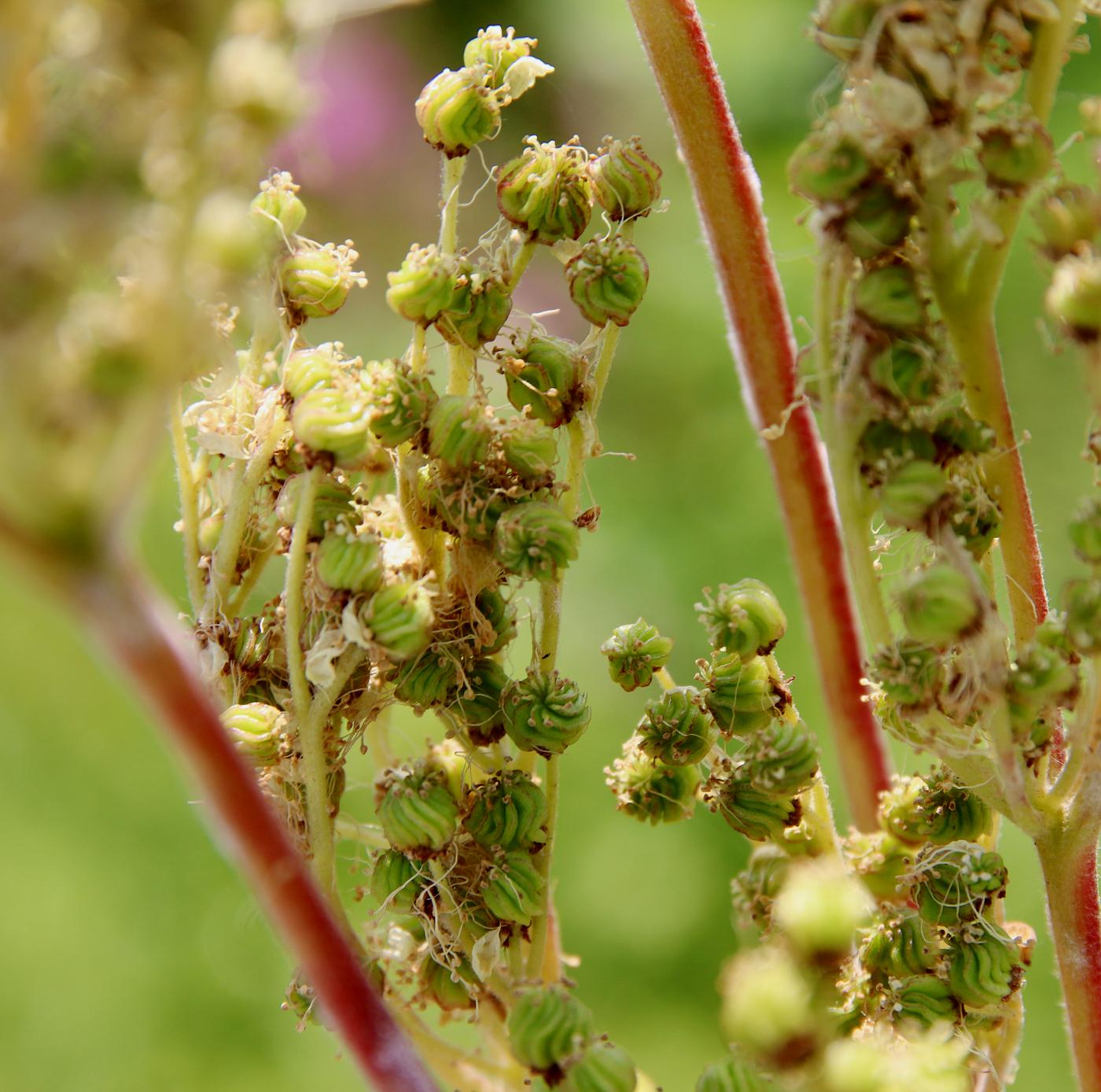 Изображение особи Filipendula stepposa.