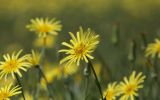 Tragopogon orientalis