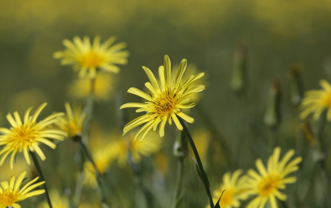 Изображение особи Tragopogon orientalis.