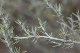 Artemisia taurica