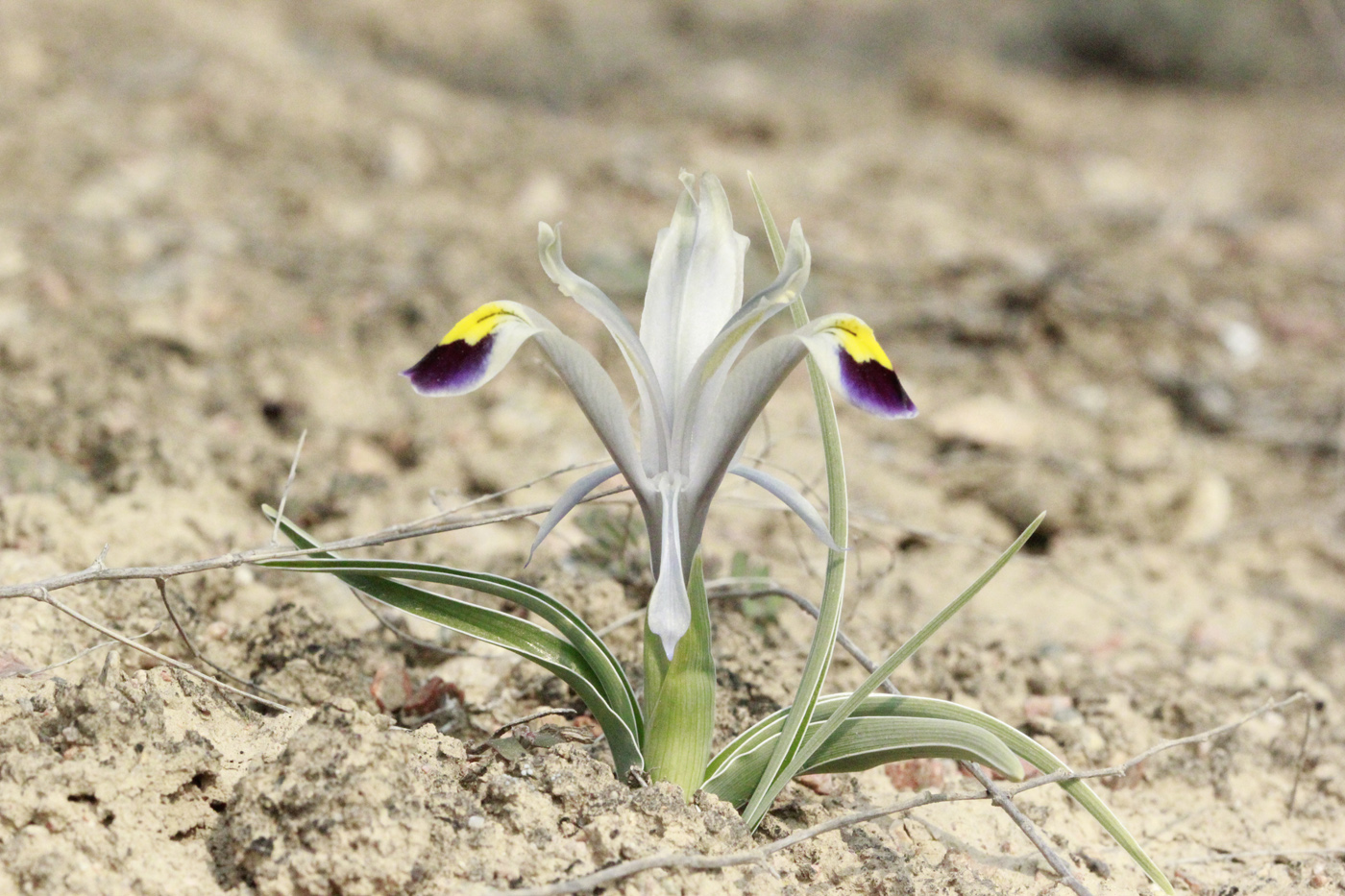 Image of Juno rodionenkoi specimen.