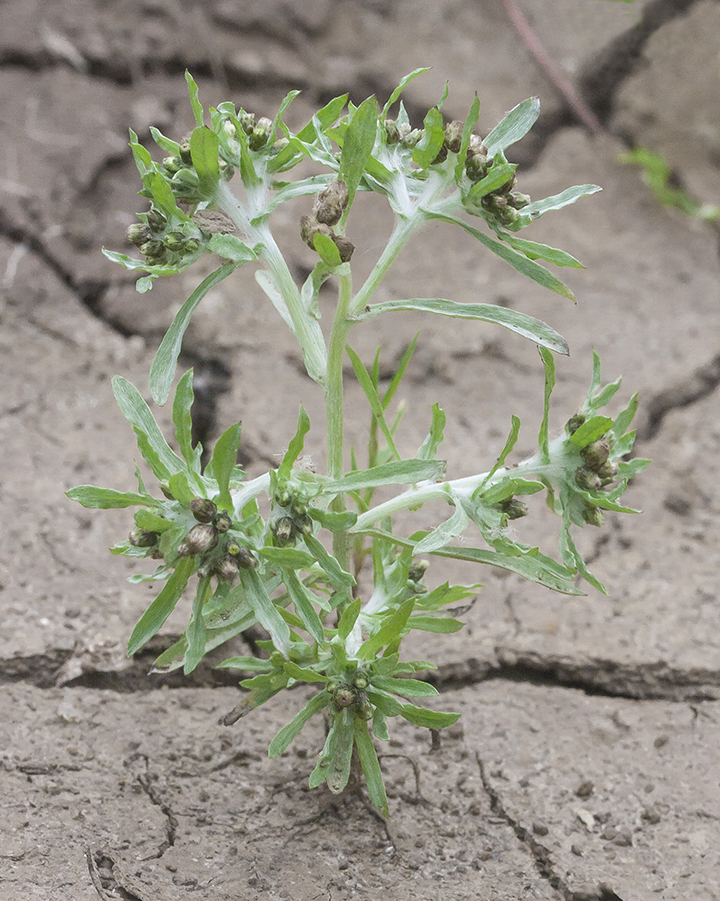 Изображение особи Gnaphalium uliginosum.