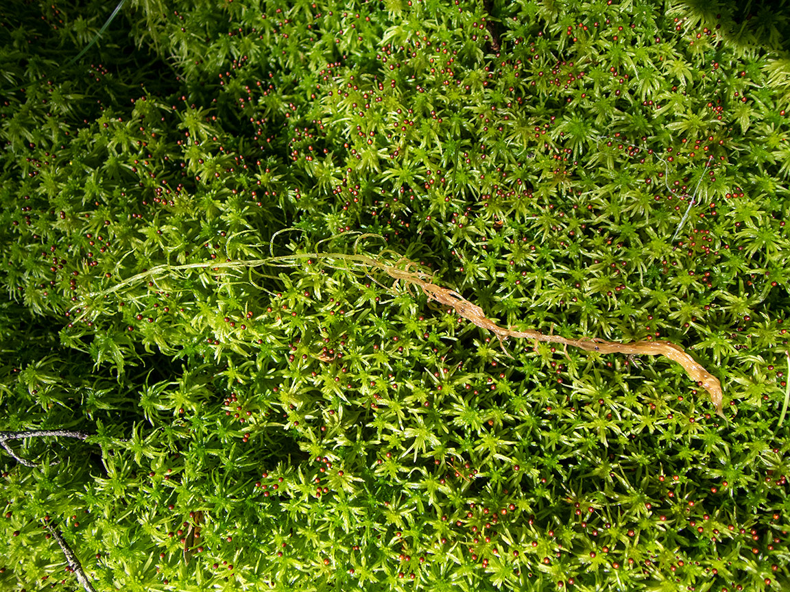 Image of genus Sphagnum specimen.