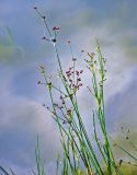 Juncus articulatus. Верхушки побегов с соплодиями. Челябинская обл., Кыштымский гор. округ, Каолиновый карьер, в воде. 24.07.2020.