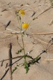 Sonchus subspecies uliginosus