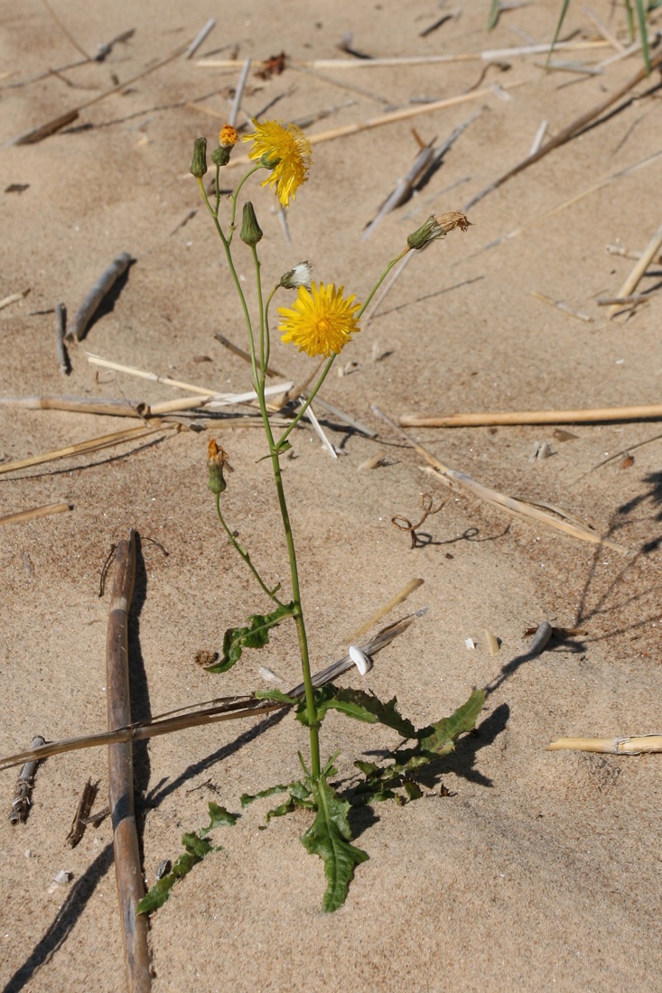 Image of Sonchus arvensis ssp. uliginosus specimen.