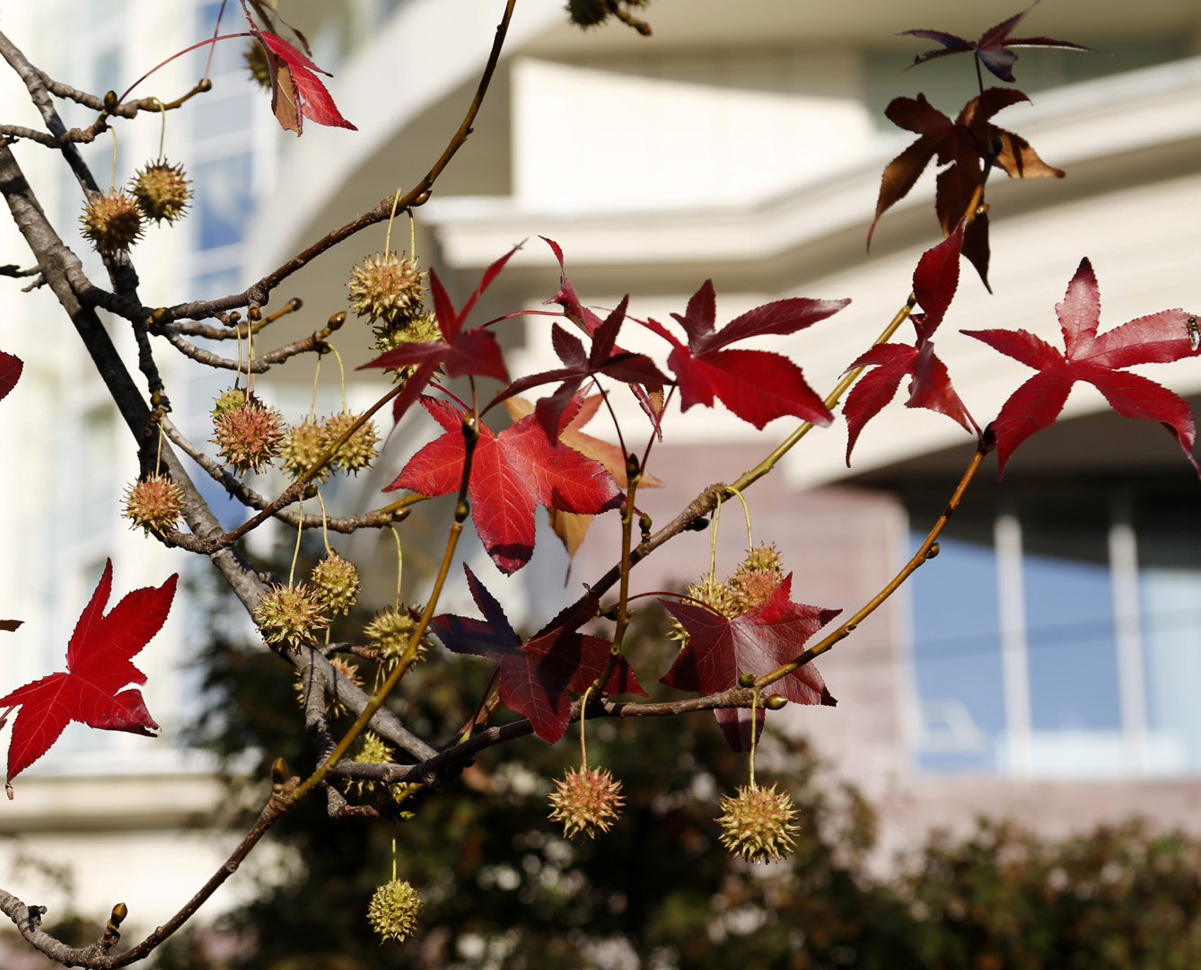 Image of Liquidambar styraciflua specimen.