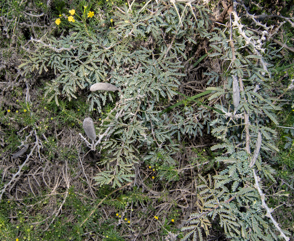 Изображение особи Vachellia hebeclada.