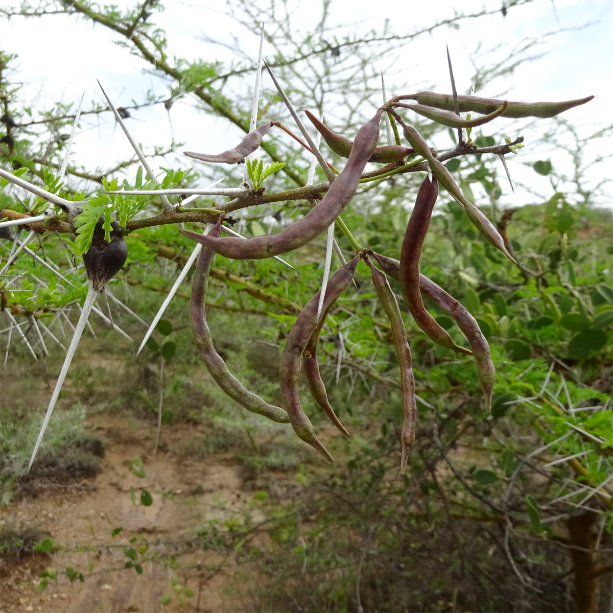 Image of Vachellia zanzibarica specimen.