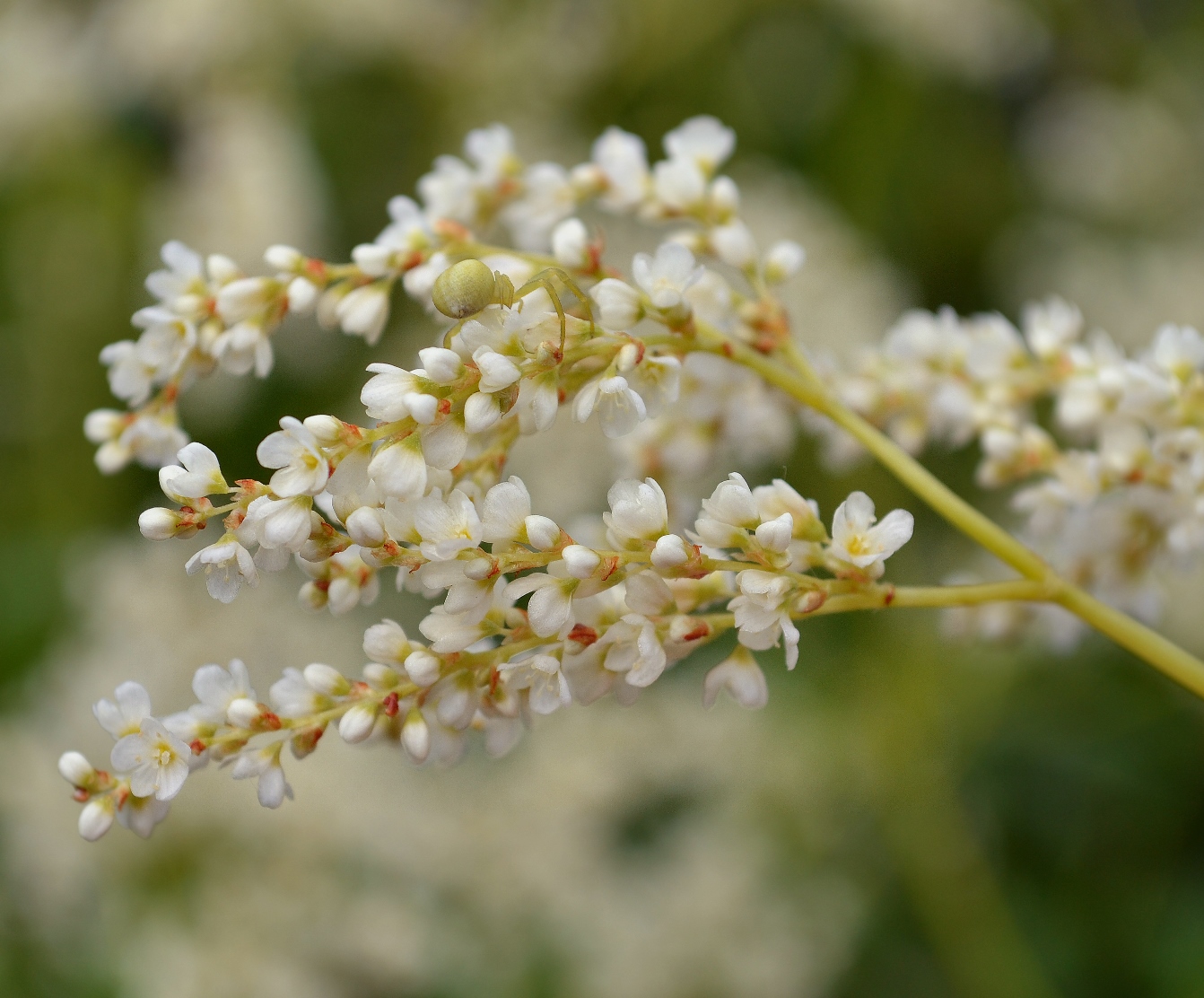 Изображение особи Aconogonon alpinum.