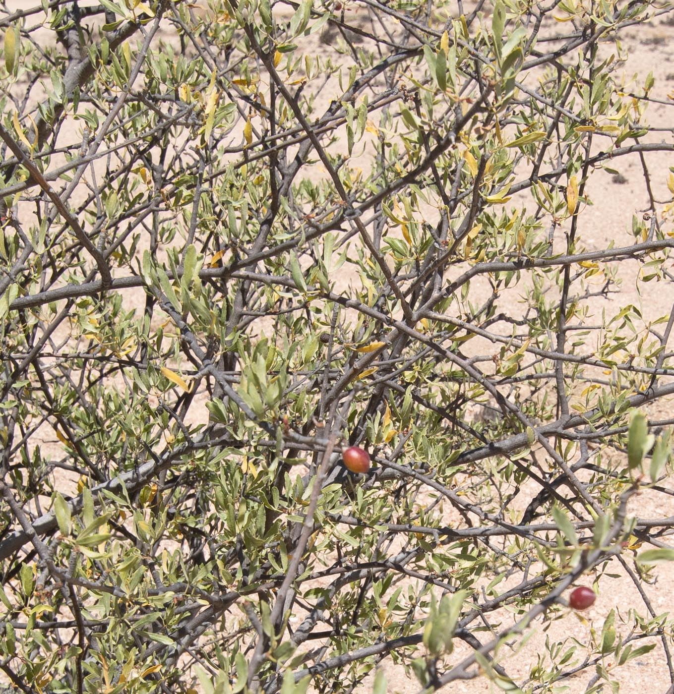 Изображение особи Commiphora oblanceolata.