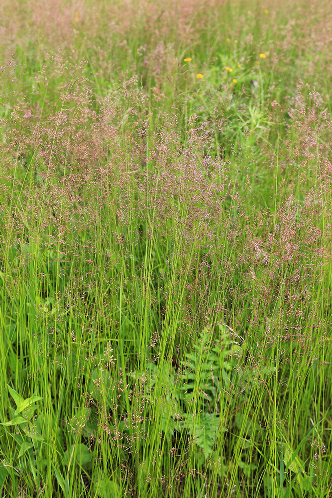 Изображение особи Agrostis trinii.