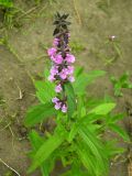 Stachys aspera