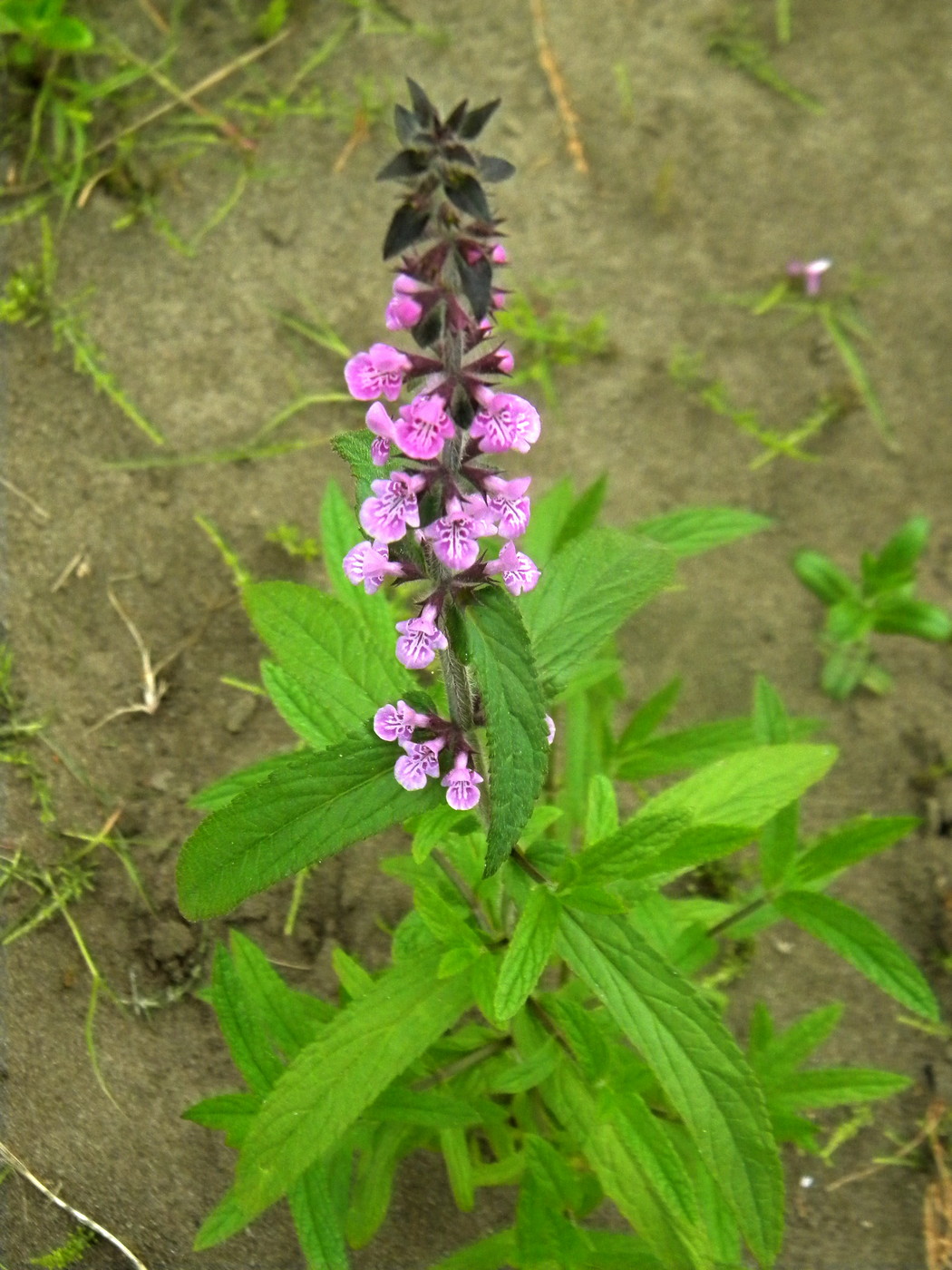 Image of Stachys aspera specimen.