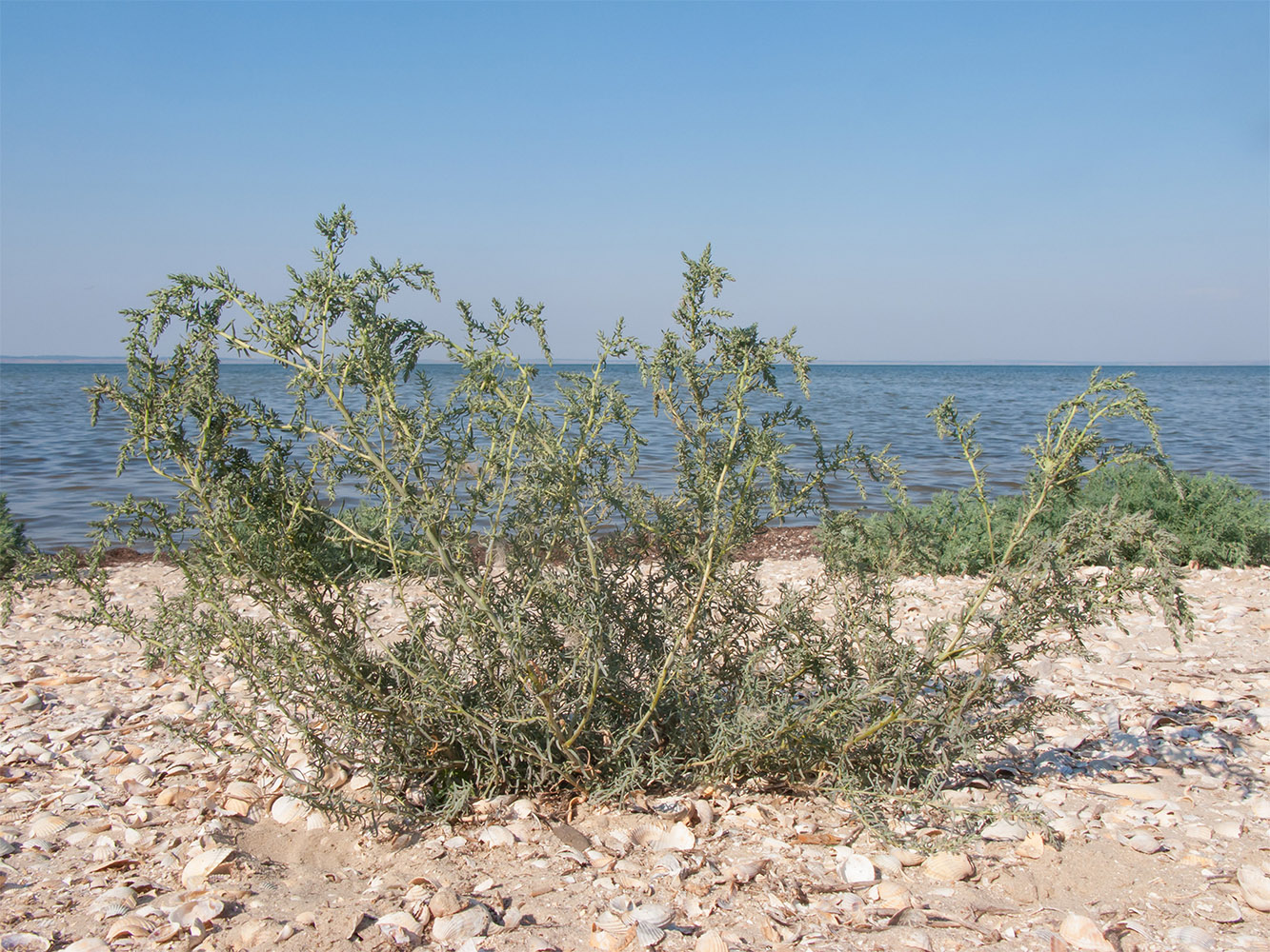Image of genus Suaeda specimen.