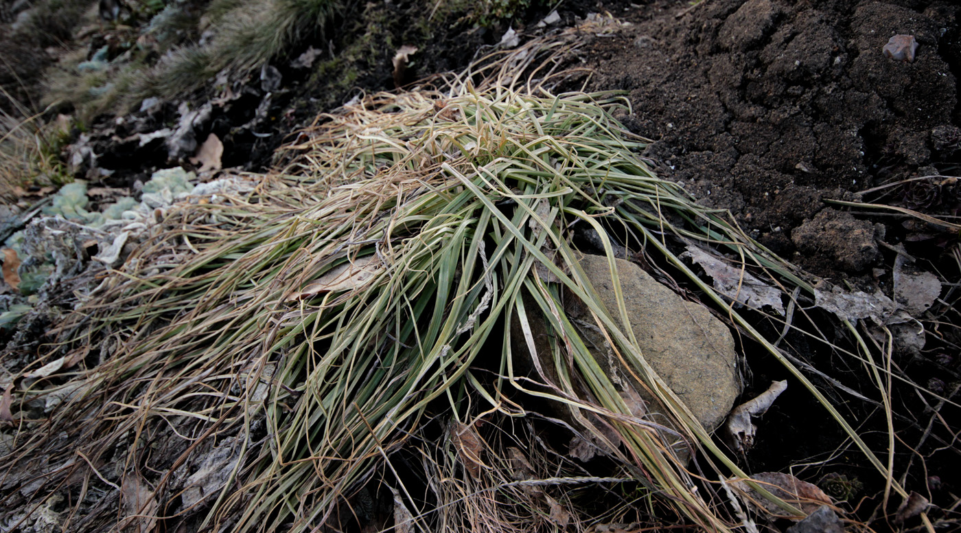 Image of Asphodeline lutea specimen.