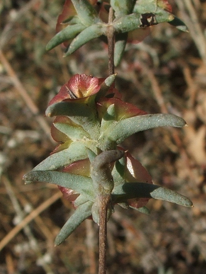 Image of Pyankovia brachiata specimen.