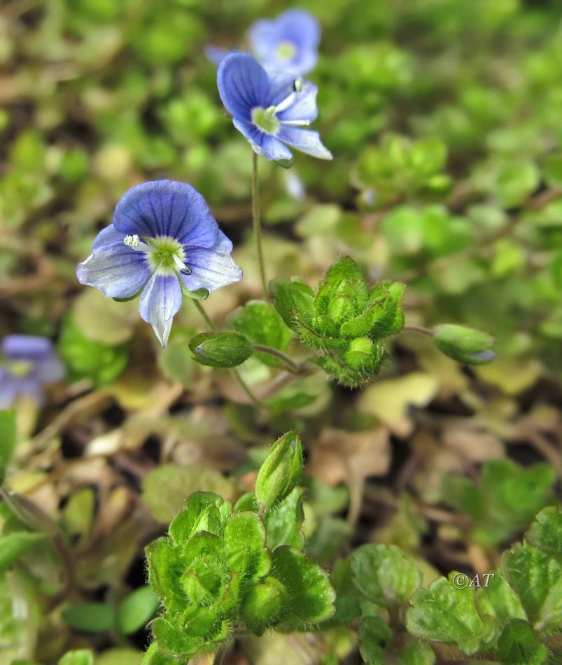 Изображение особи Veronica filiformis.