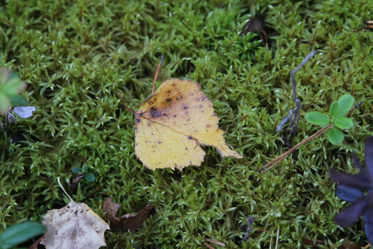 Image of genus Betula specimen.