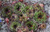 Sempervivum calcareum